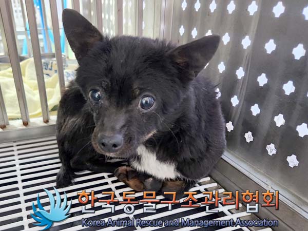 한국동물구조관리협회_441406202400108